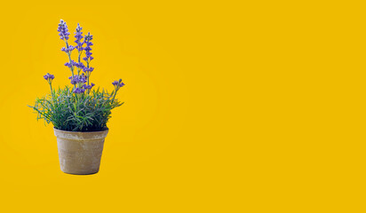 Beautiful lavender flowers on a yellow background indoors. Place for text