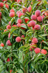 Dojrzałe, soczyste i zdrowe  owoce brzoskwini na drzewie - obrazy, fototapety, plakaty