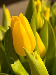 Naklejka premium yellow tulip flower