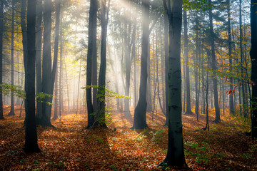 słoneczny jesienny krajobraz leśny ze starymi drzewami  - obrazy, fototapety, plakaty