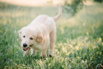A golden retriever puppy plays with a stick in the summer on the green grass in the park. Active recreation, playing with dogs. A family dog. Shelters and pet stores