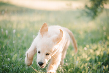 A golden retriever puppy plays with a stick in the summer on the green grass in the park. Active recreation, playing with dogs. A family dog. Shelters and pet stores