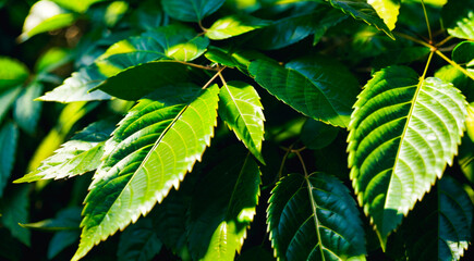green leaves in sunlight