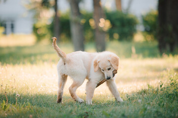 A golden retriever puppy plays with a stick in the summer on the green grass in the park. Active...