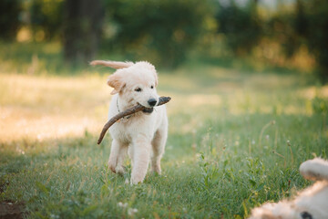 A golden retriever puppy plays with a stick in the summer on the green grass in the park. Active recreation, playing with dogs. A family dog. Shelters and pet stores