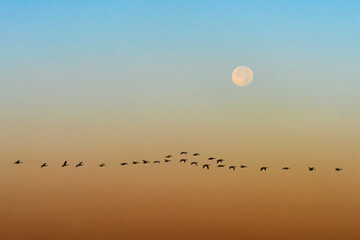 Geese Silhouetted Against Sky With Full Moon Composite