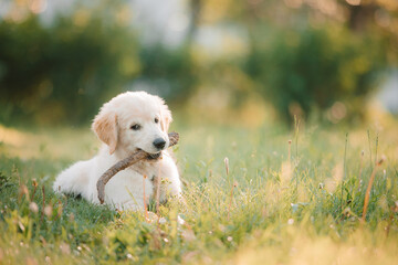 A golden retriever puppy plays with a stick in the summer on the green grass in the park. Active recreation, playing with dogs. A family dog. Shelters and pet stores