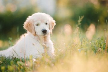 A golden retriever puppy plays with a stick in the summer on the green grass in the park. Active recreation, playing with dogs. A family dog. Shelters and pet stores