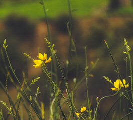 Paisaje Sierra. Nor yauyos Cochas Peru