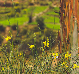 Paisaje Sierra. Nor yauyos Cochas Peru