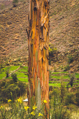 Paisaje Sierra. Nor yauyos Cochas Peru