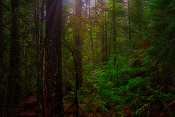 Obraz premium Dark Forest