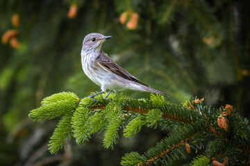 Spotted Flycatcher (Muscicapa striata) perched on fresh pine branch with cones.