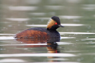 Black-necked grebe (Podiceps nigricollis)