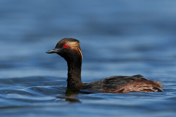 Black-necked grebe (Podiceps nigricollis)
