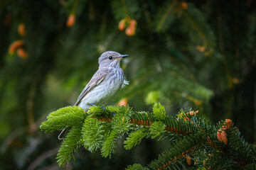 Spotted Flycatcher (Muscicapa striata) on a spruce branch with fresh growth.