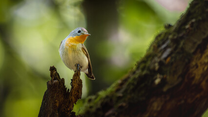 Red-breasted Flycatcher (Ficedula parva) on a mossy branch with a soft green background.
