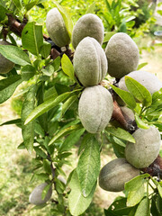 Obraz premium almonds