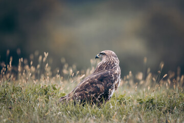 Common Buzzard (Buteo buteo) perched in a field