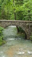 bridge in the forest