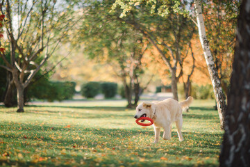 A golden retriever walks along a yellow alley in the park in autumn. Active recreation, playing with dogs. A family dog. Shelters and pet stores