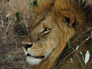 Male African Lion