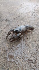 Crawdad after spring flood