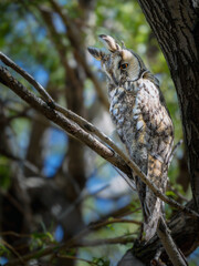 Long-eared Owl (Asio otus) perched on a tree branch