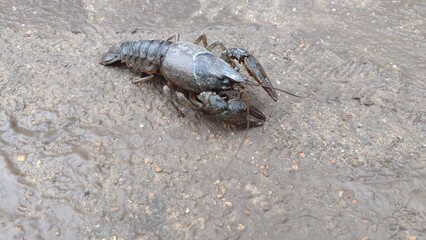 Crawdad after flood