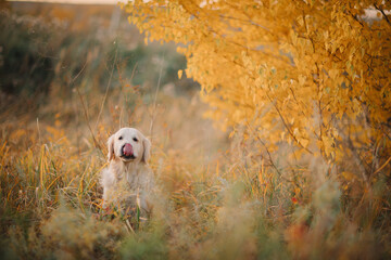 A golden retriever walks along a yellow alley in the park in autumn. Active recreation, playing...