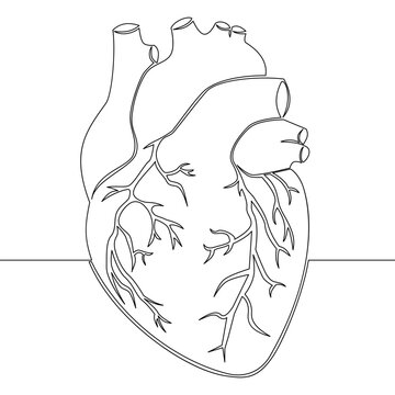 Continuous line drawing Realistic Human heart internal organ icon vector illustration concept