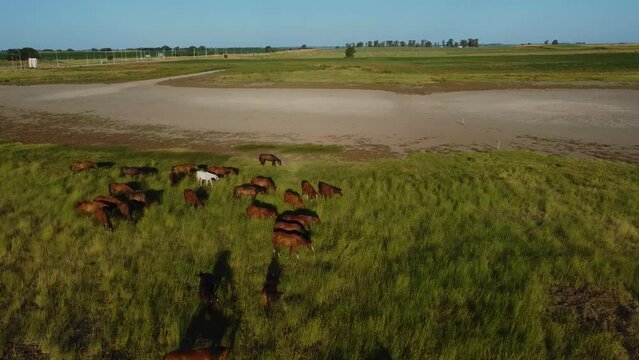vista aerea de caballos pastando en la pradera mientras la càmara gira.