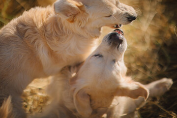 A golden retriever walks along a yellow alley in the park in autumn. Active recreation, playing with dogs. A family dog. Shelters and pet stores