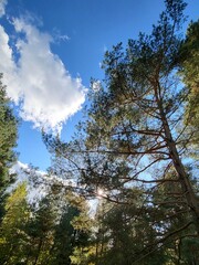 sky and trees