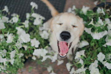 A cute golden retriever puppy walks on a leash around the city in flowers. Active recreation,...