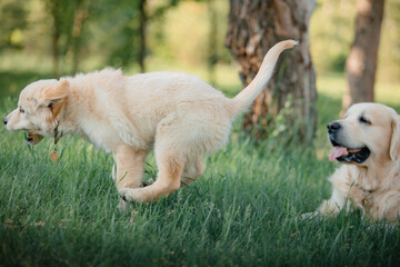 A funny golden retriever puppy is playing cute on the green grass in the park in summer. Active recreation, playing with dogs. A family dog. Shelters and pet stores
