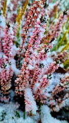 Sila heather (Calluna vulgaris) in winter, under the snow.