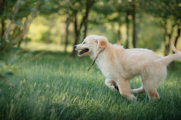 A funny golden retriever puppy is playing cute on the green grass in the park in summer. Active...