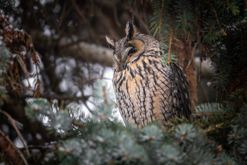Long-eared Owl (Asio otus) hidden in evergreens