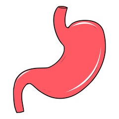 Obraz premium stomach anatomy illustration isolated vector