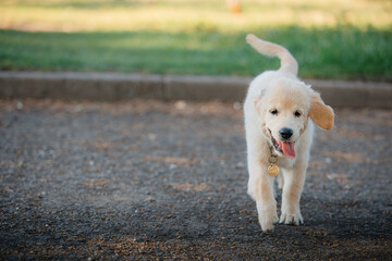 A funny golden retriever puppy is playing cute on the green grass in the park in summer. Active recreation, playing with dogs. A family dog. Shelters and pet stores