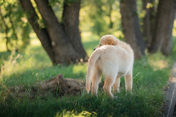 A funny golden retriever puppy is playing cute on the green grass in the park in summer. Active...