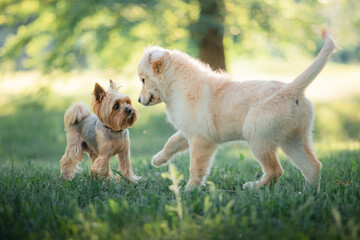 A funny golden retriever puppy meets a Yorkshire terrier puppy in the park. Active recreation,...
