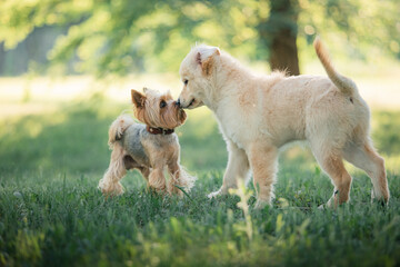 A funny golden retriever puppy meets a Yorkshire terrier puppy in the park. Active recreation, playing with dogs. A family dog. Shelters and pet stores