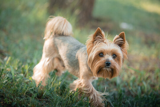 A shorn Yorkshire Terrier puppy walks on the green grass at sunset in summer. Active recreation, playing with dogs. A family dog. Shelters and pet stores.
