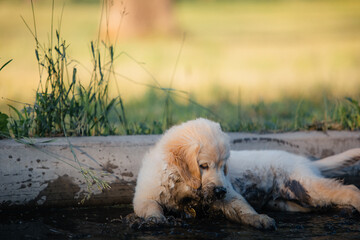 A funny golden retriever puppy is having fun swimming in a dirty puddle on a hot summer day in the park. Active recreation, playing with dogs. A family dog. Shelters and pet stores