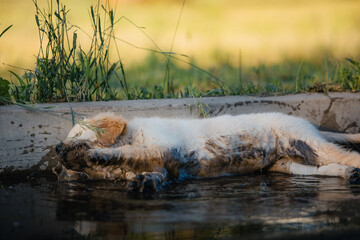 A funny golden retriever puppy is having fun swimming in a dirty puddle on a hot summer day in the park. Active recreation, playing with dogs. A family dog. Shelters and pet stores