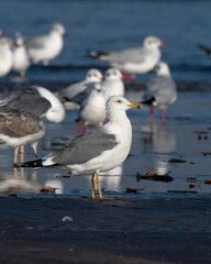 Lesser black-backed gull (Larus fuscus), a large gull, observed at Akshi Beach in Alibag, Maharashtra, India