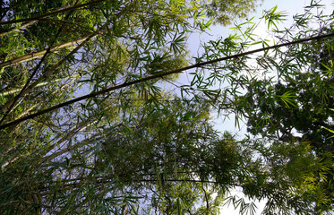 Bamboo tree branches growing high in background of blue sky
