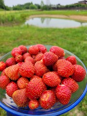strawberries in a basket